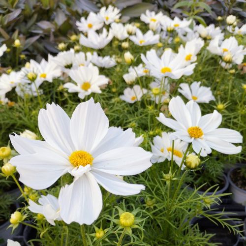 Cosmos Cantale White