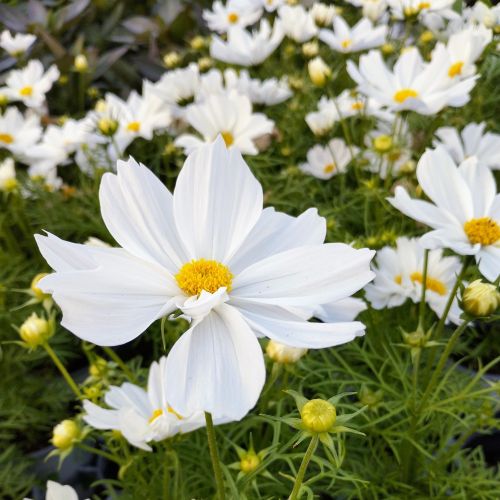 Cosmos Cantale White