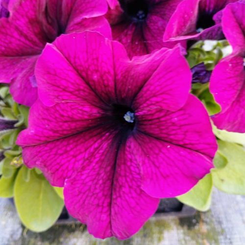Petunia Retombant Surfinia Purple