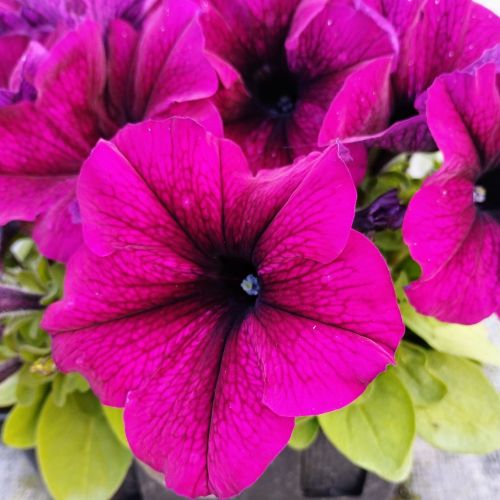 Petunia Retombant Surfinia Purple