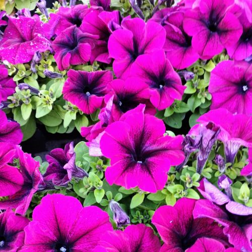 Petunia Retombant Surfinia Purple