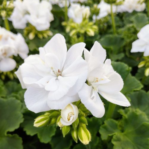 Geranium Zonal Classic White