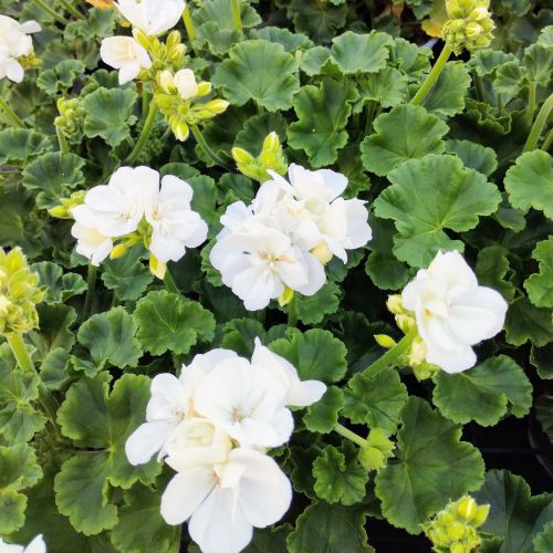 Geranium Zonal Classic White