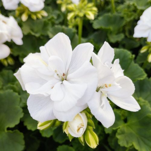 Geranium Zonal Classic White