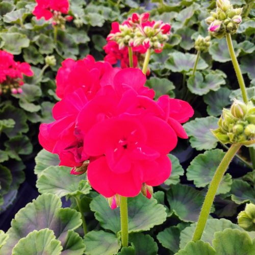 Geranium Zonal Victor