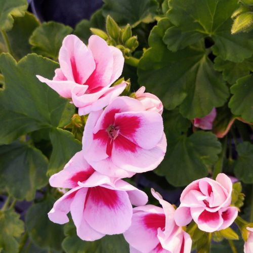 Geranium Zonal Americana White Splash