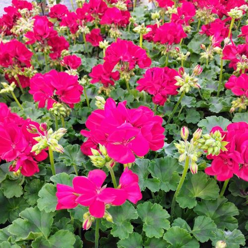 Geranium Lierre Double Calliope Dark Red