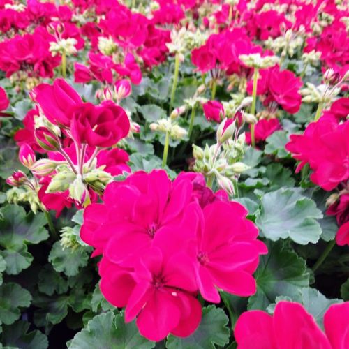 Geranium Lierre Double Calliope Dark Red