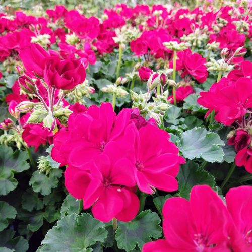 Geranium Lierre Double Calliope Dark Red