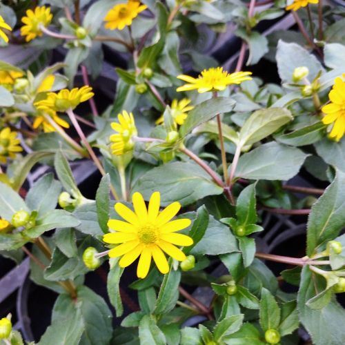 Sanvitalia Speciosa Aztekengold