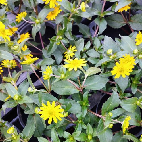 Sanvitalia Speciosa Aztekengold