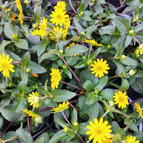 Sanvitalia Speciosa Aztekengold