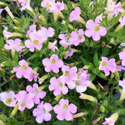 Petunia Retombant Itsy Light Pink