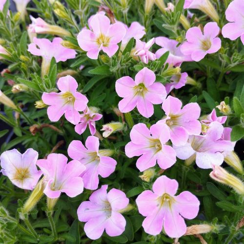 Petunia Retombant Itsy Light Pink