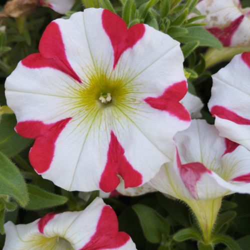 Petunia Amore King of Hearts