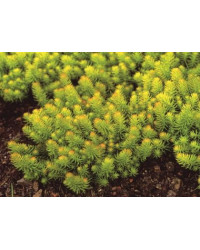 Sedum Mexicanum Gold Mound