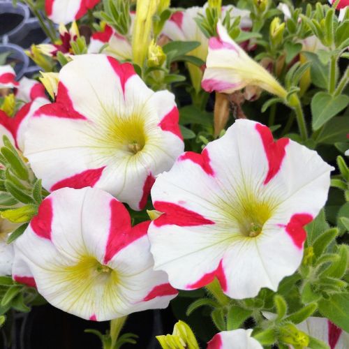 Petunia Amore King of Hearts