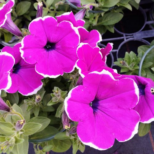 Petunia Cascadias Rim Magenta