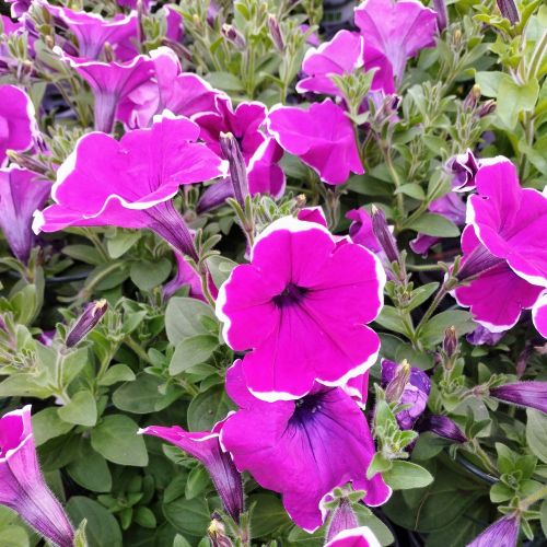 Petunia Cascadias Rim Magenta