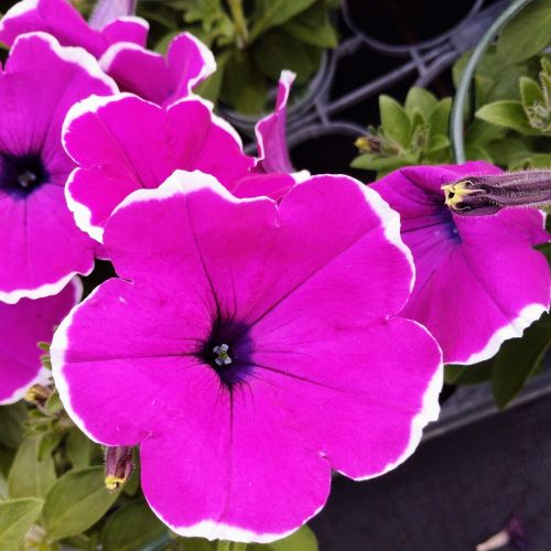 Petunia Cascadias Rim Magenta