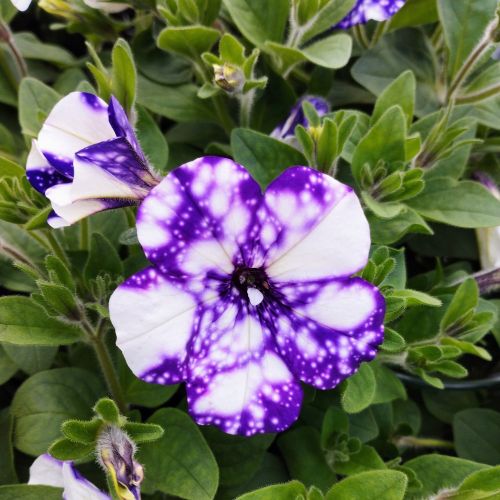 Petunia Night Family Night Sky