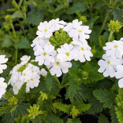 Verveine Retombante Empress Flair White