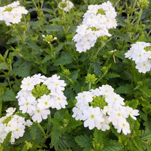 Verveine Retombante Empress Flair White