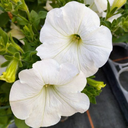 Petunia Surfinia White