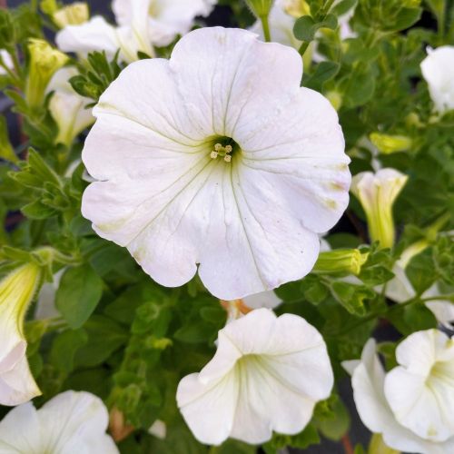 Petunia Surfinia White