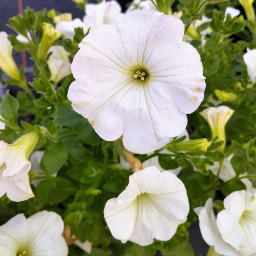 Petunia Surfinia White