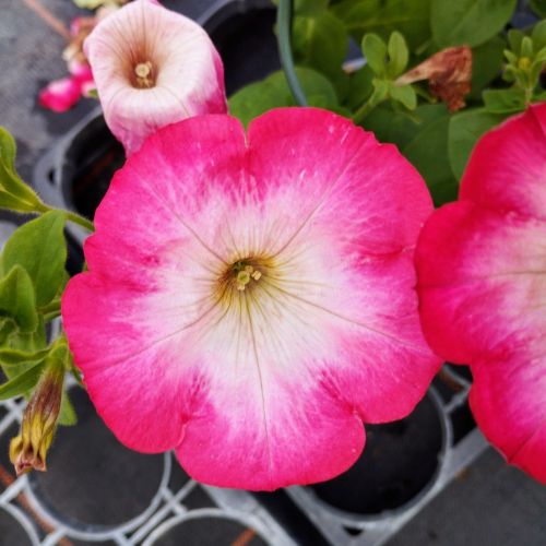 Petunia Surfinia Cascadia Fantasy Hot Pink