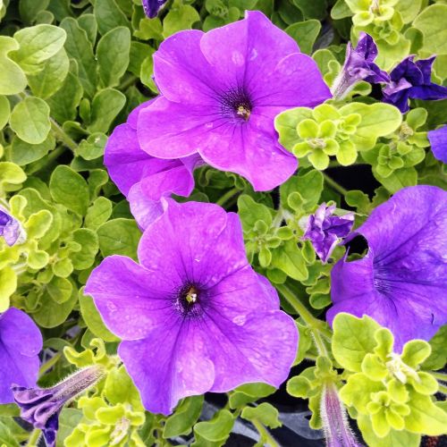 Petunia Retombant Surfinia Giant Blue