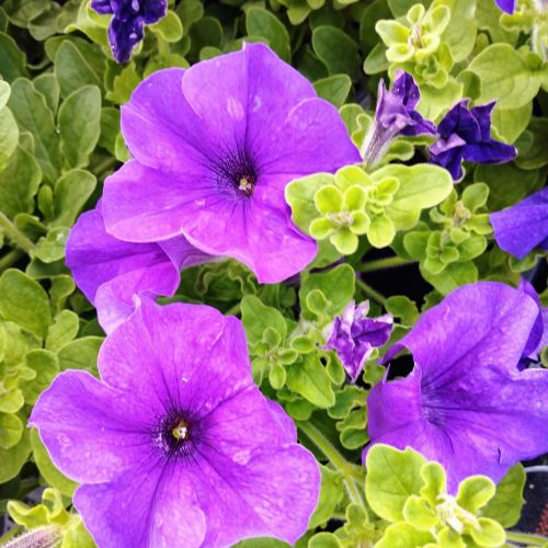 Petunia Retombant Surfinia Giant Blue