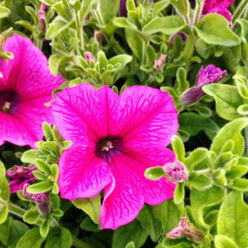 Petunia Surfinia Hot Pink