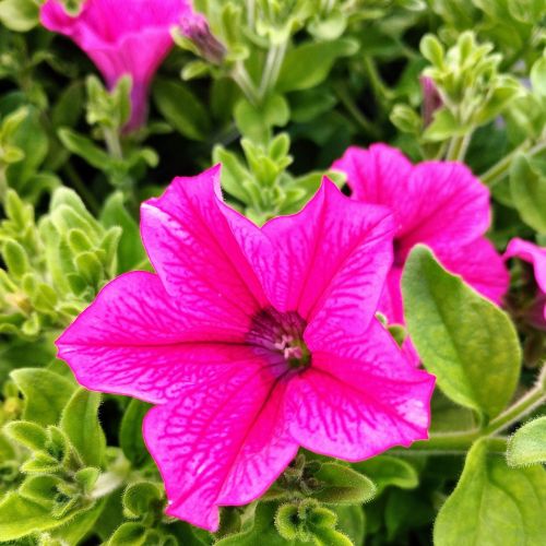 Petunia Surfinia Hot Pink