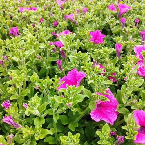 Petunia Surfinia Hot Pink