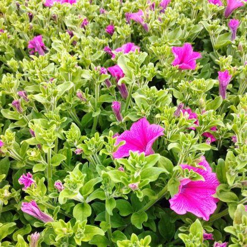 Petunia Surfinia Hot Pink