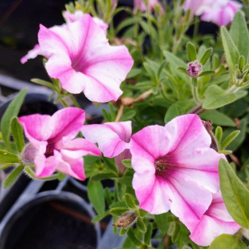 Petunia Surfinia Raspberry Blast