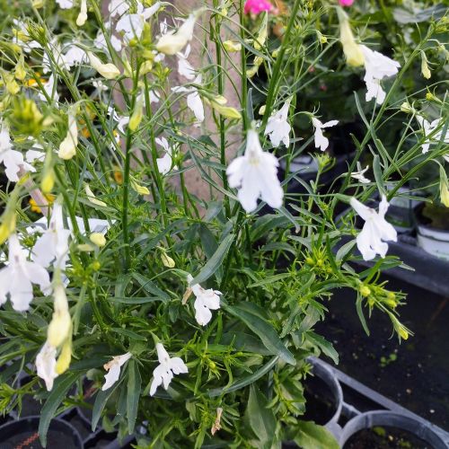 Lobelia Retombant Anabel Snow White