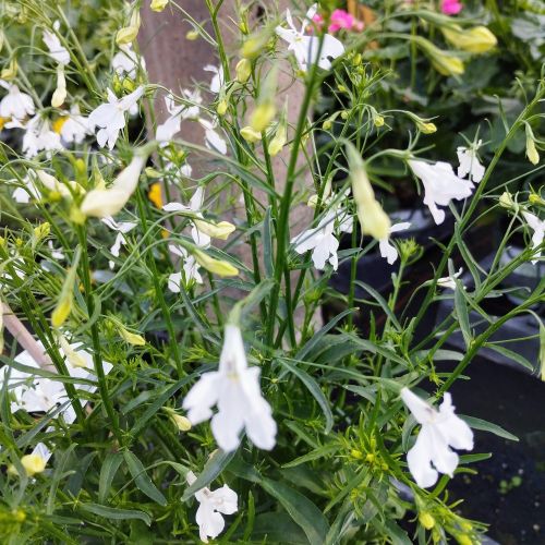 Lobelia Retombant Anabel Snow White