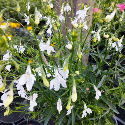 Lobelia Retombant Anabel Snow White