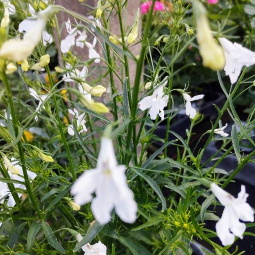 Lobelia Retombant Anabel Snow White