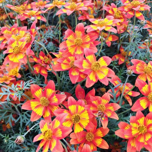 Bidens Retombant Taka Tuka Red Glow