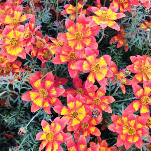 Bidens Retombant Taka Tuka Red Glow