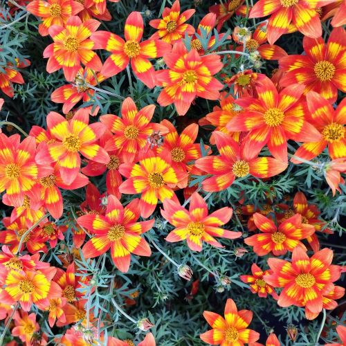 Bidens Retombant Taka Tuka Red Glow