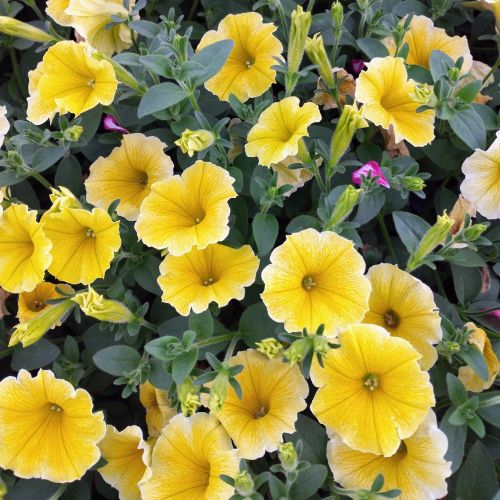 Petunia Aurora Banana Candy