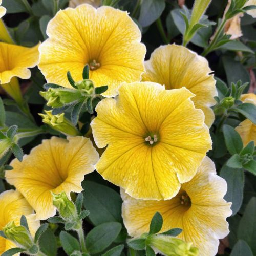 Petunia Aurora Banana Candy