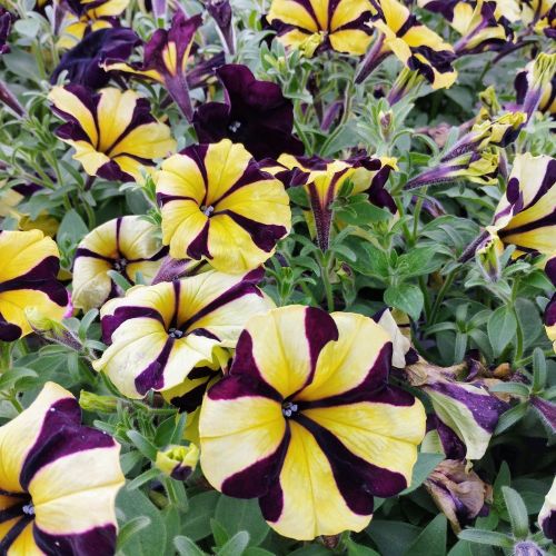 Petunia Mystical Phantom (Noir Et Jaune)