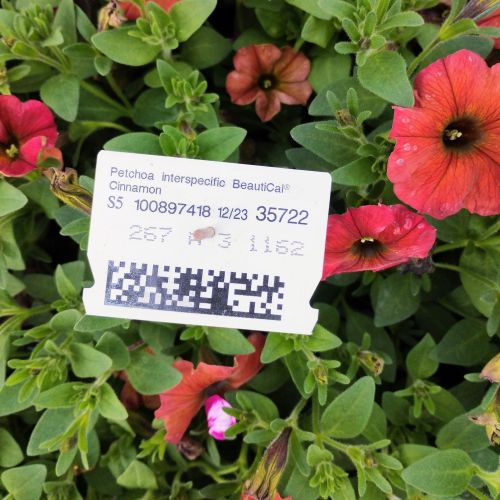 Petunia Petchoa Beautical Cinnamon