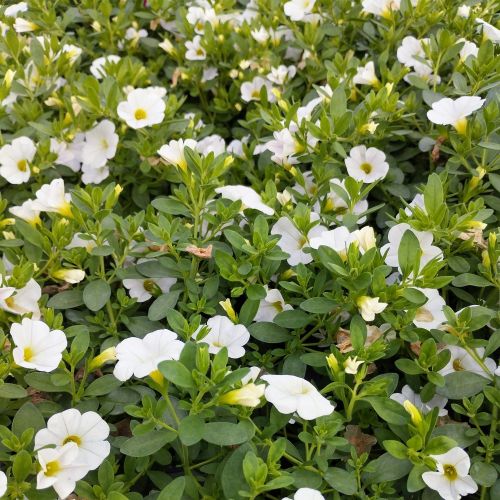 Calibrachoa Callie White